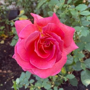 Meet your Posher, Jenny